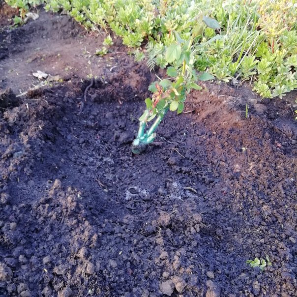 превью изображения отзыва