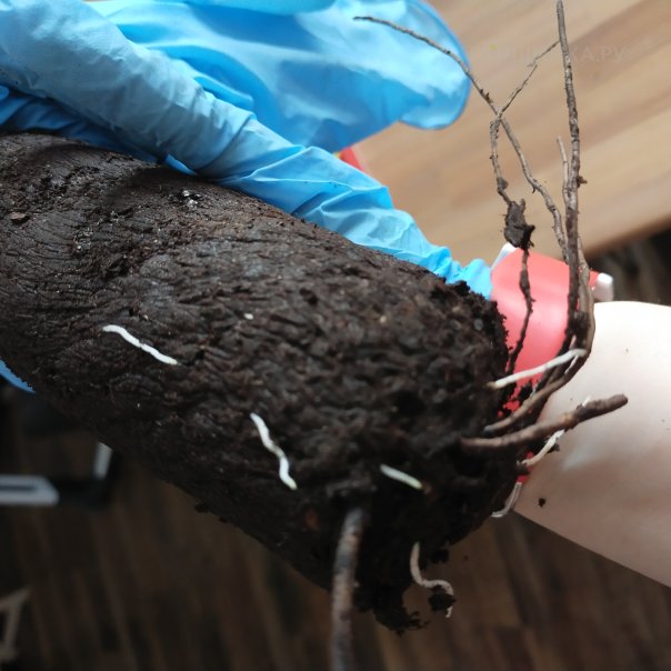 превью изображения отзыва