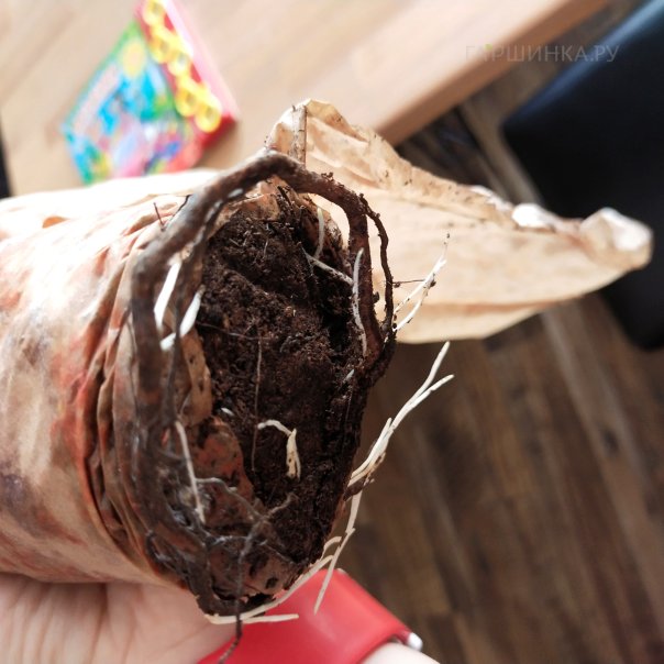 превью изображения отзыва