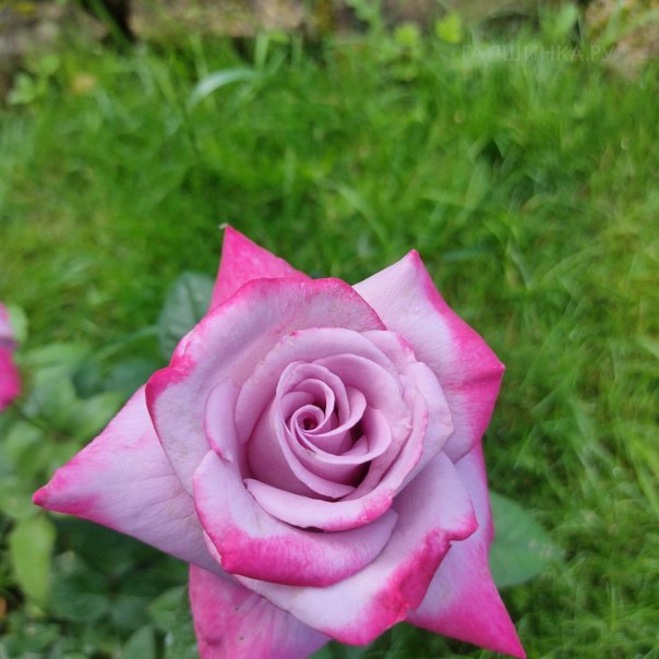 превью изображения отзыва