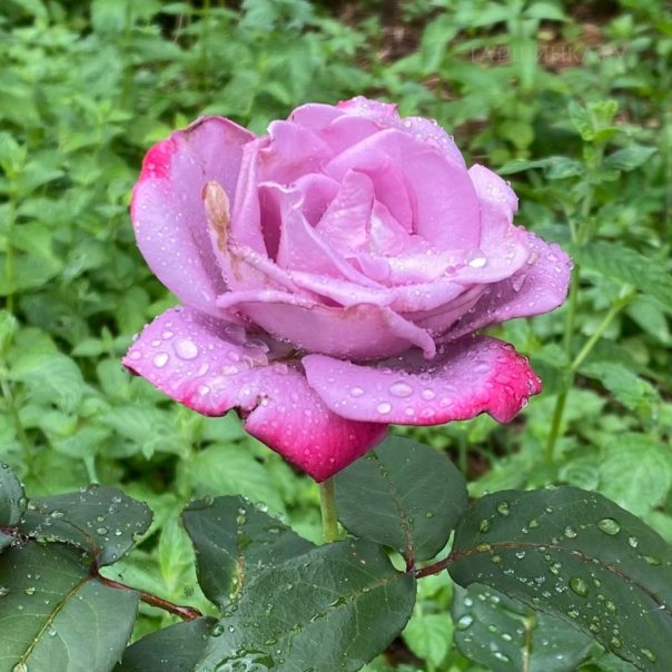 превью изображения отзыва