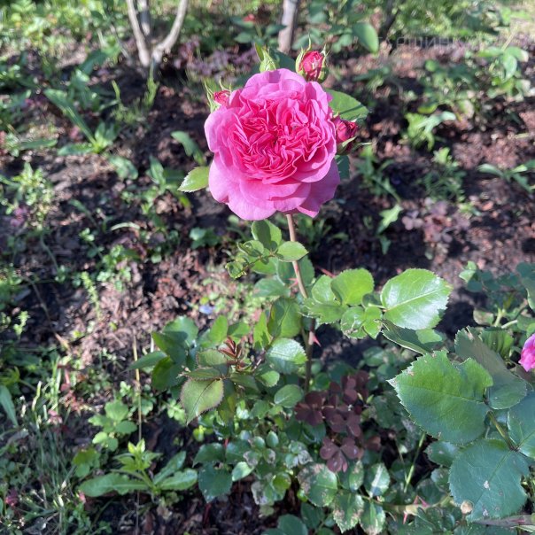 превью изображения отзыва