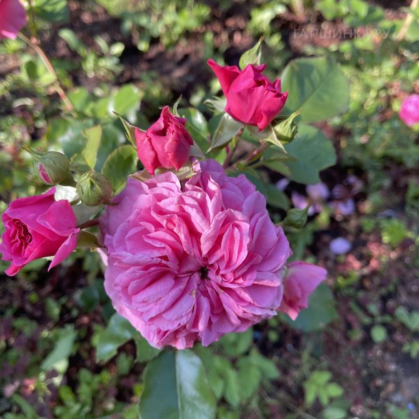 превью изображения отзыва