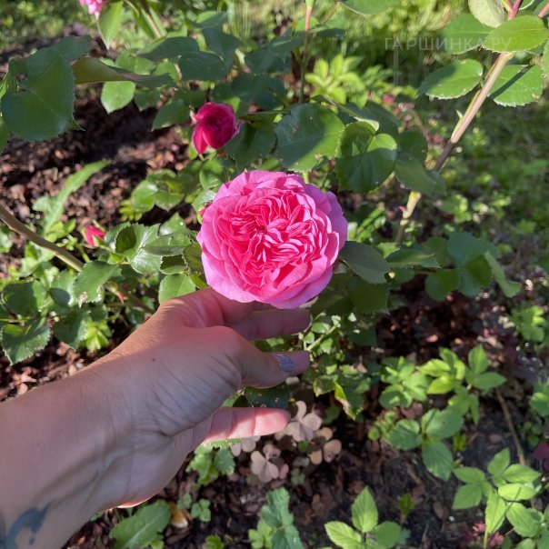 превью изображения отзыва