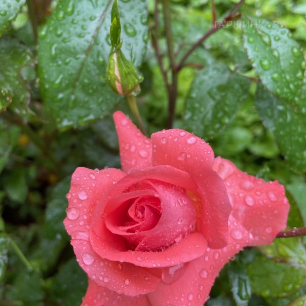 превью изображения отзыва