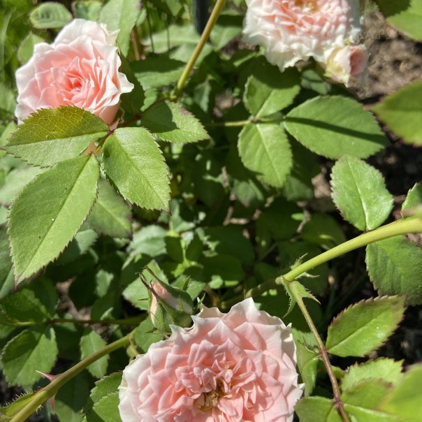 превью изображения отзыва