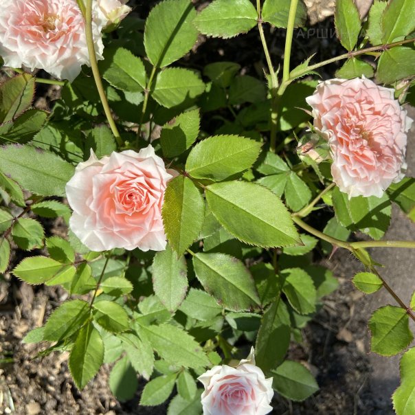 превью изображения отзыва