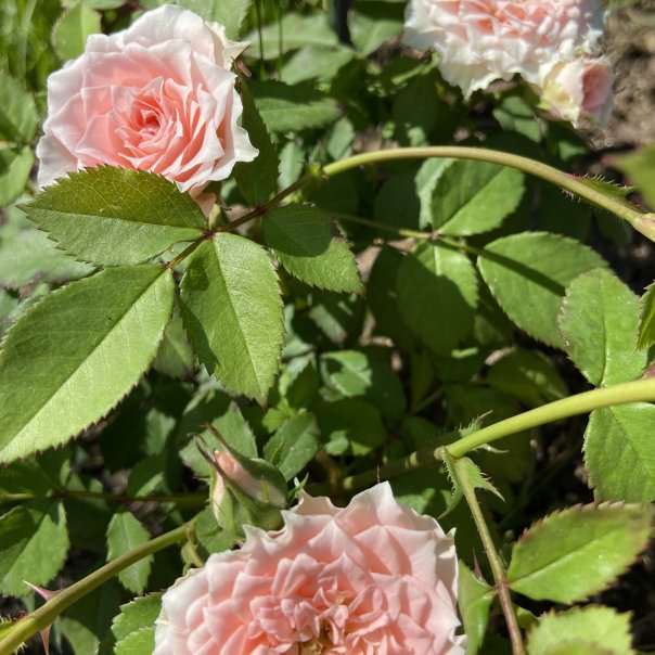 превью изображения отзыва