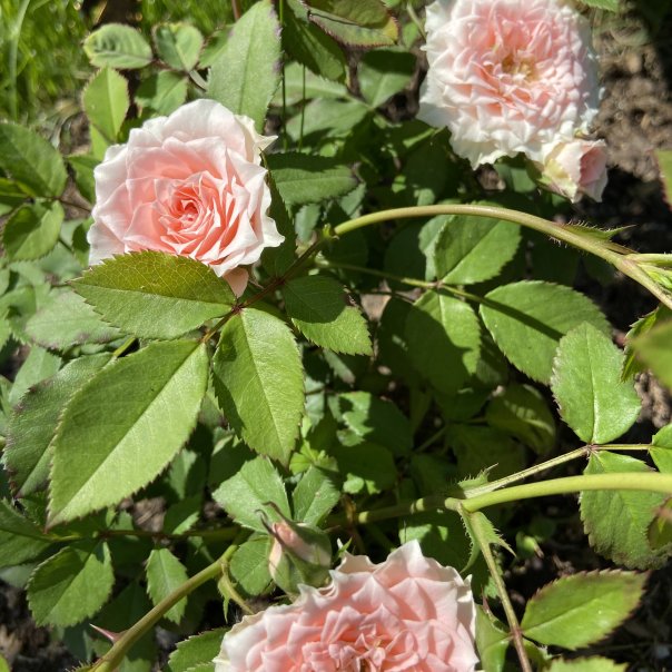 превью изображения отзыва