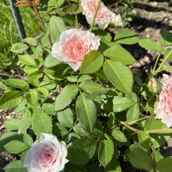 превью изображения отзыва