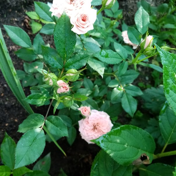 превью изображения отзыва