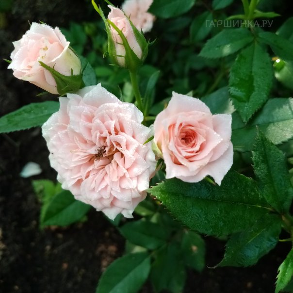 превью изображения отзыва