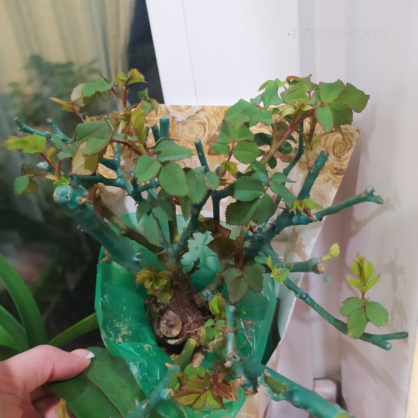 превью изображения отзыва