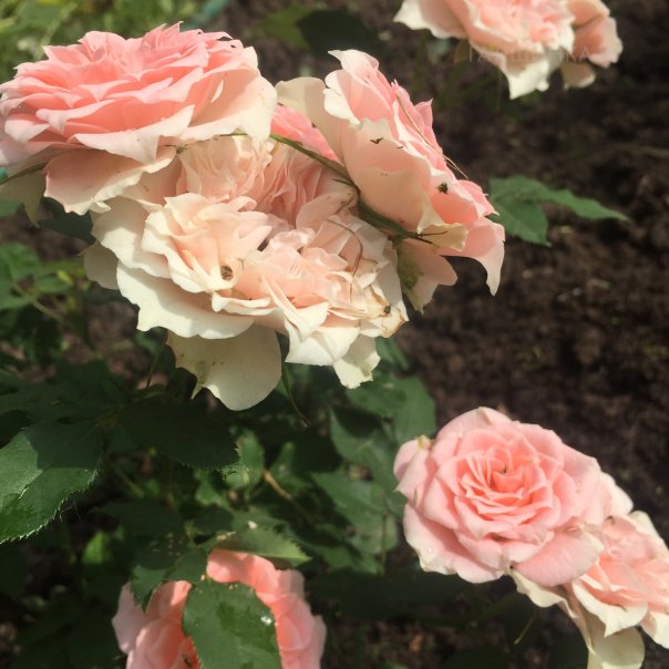 превью изображения отзыва