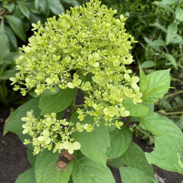 превью изображения отзыва