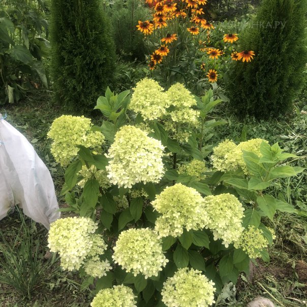 превью изображения отзыва