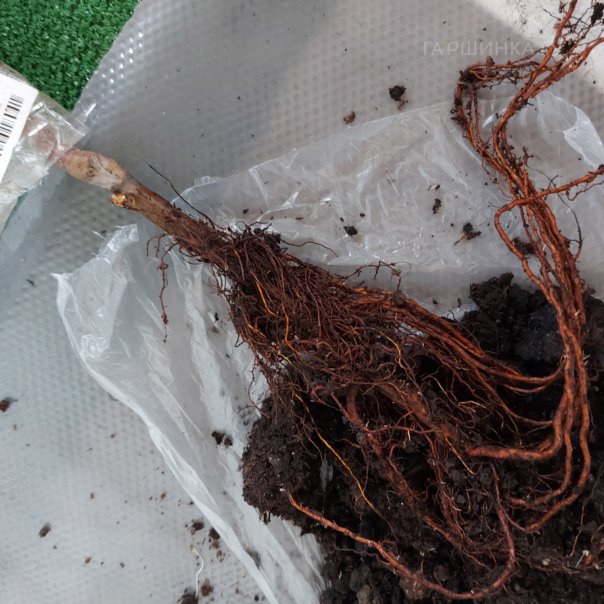 превью изображения отзыва