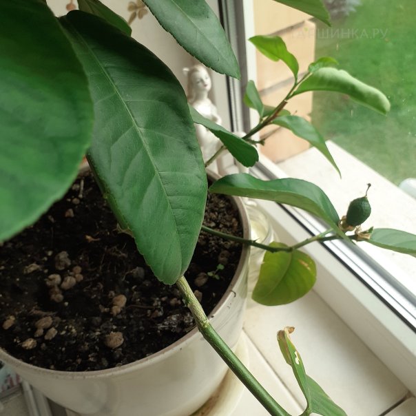 превью изображения отзыва