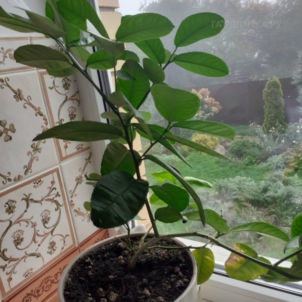 превью изображения отзыва