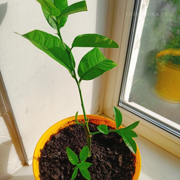 превью изображения отзыва