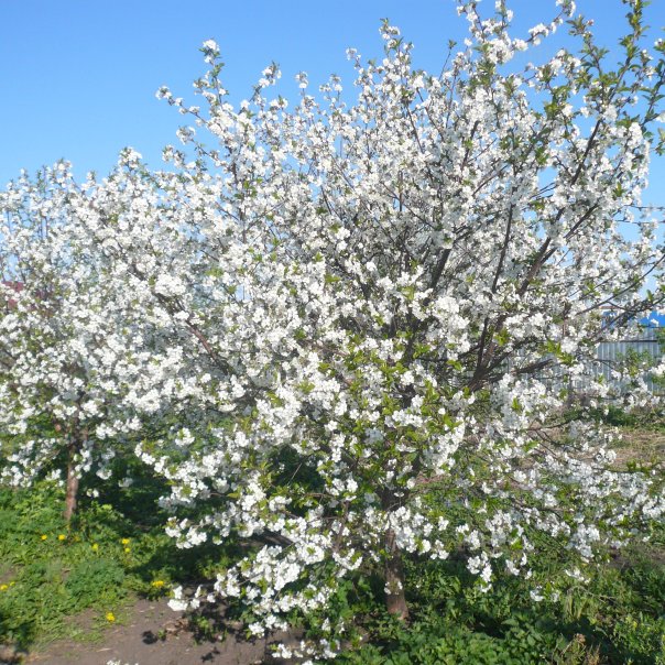 превью изображения отзыва