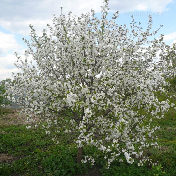 превью изображения отзыва