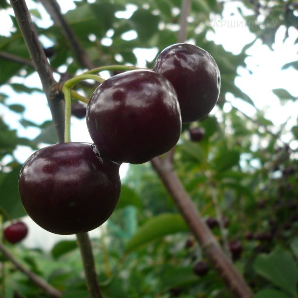 превью изображения отзыва