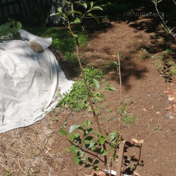 превью изображения отзыва