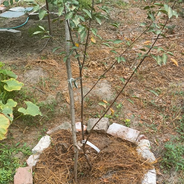 превью изображения отзыва