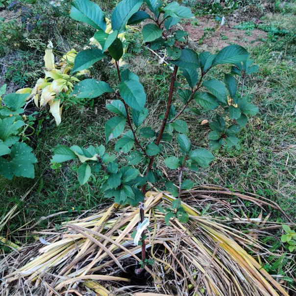 превью изображения отзыва