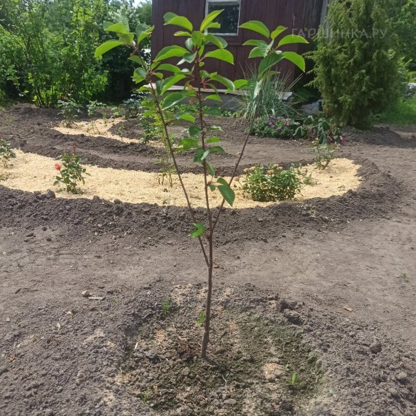 превью изображения отзыва