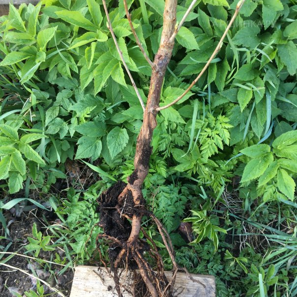 превью изображения отзыва