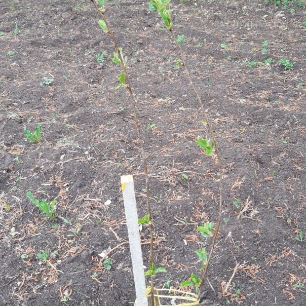 превью изображения отзыва