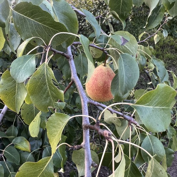 превью изображения отзыва