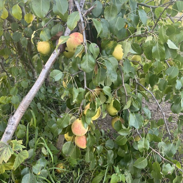 превью изображения отзыва