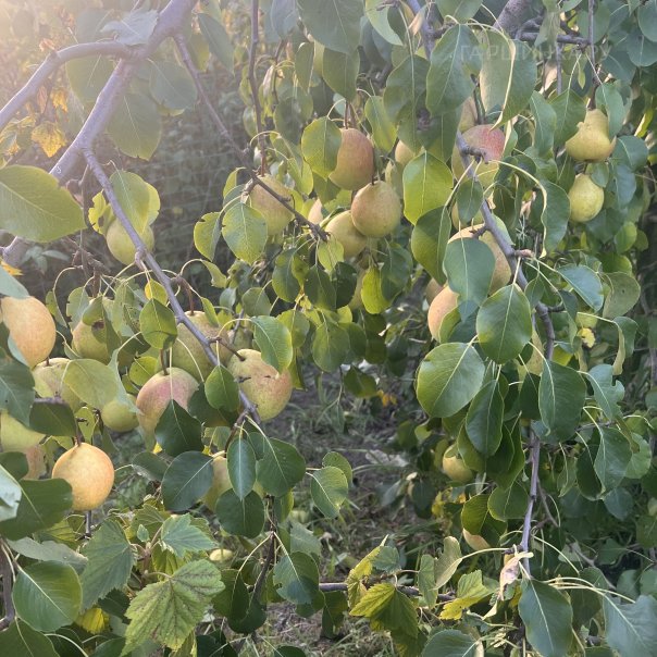 превью изображения отзыва