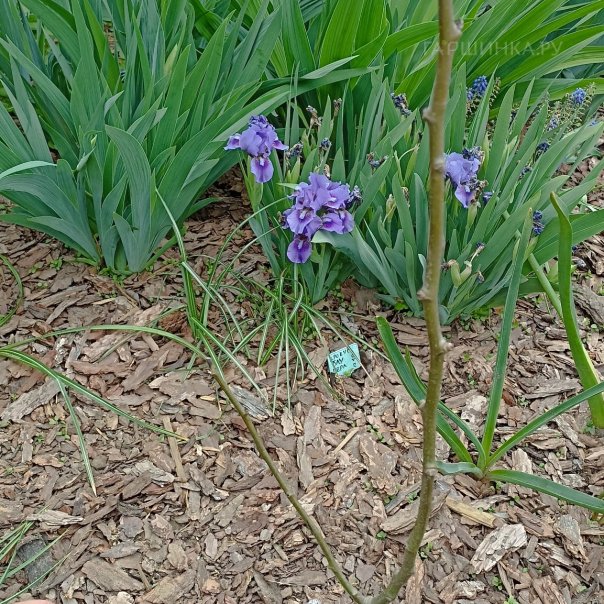 превью изображения отзыва