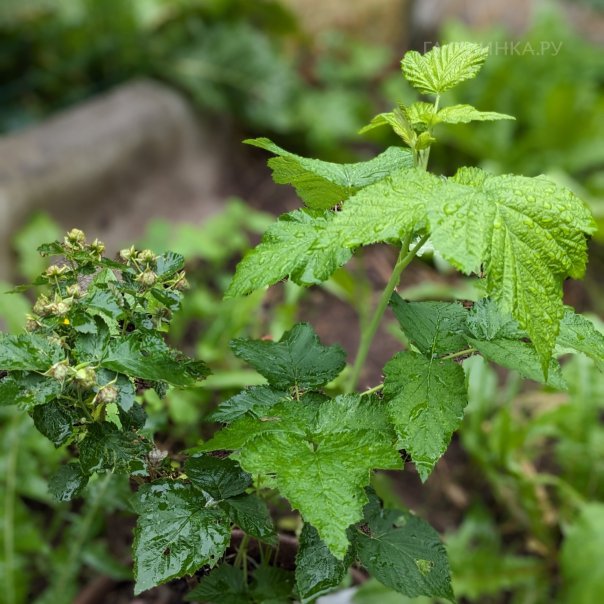 превью изображения отзыва