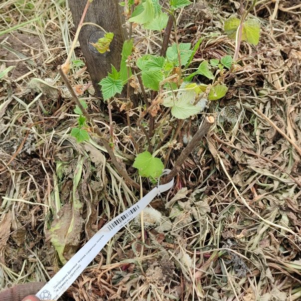 превью изображения отзыва