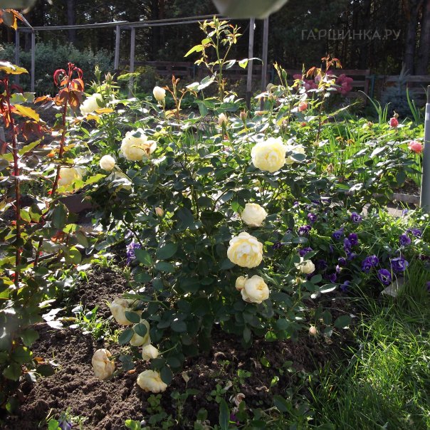 превью изображения отзыва