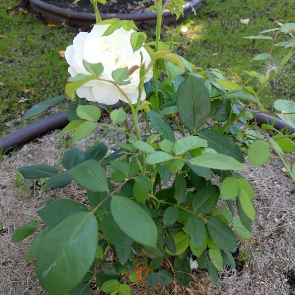 превью изображения отзыва