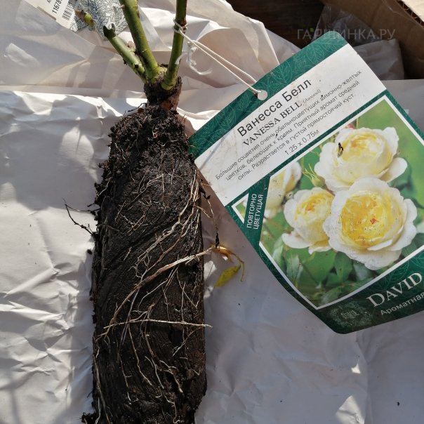 превью изображения отзыва