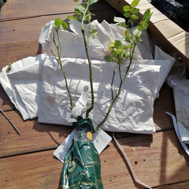 превью изображения отзыва