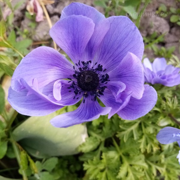 превью изображения отзыва