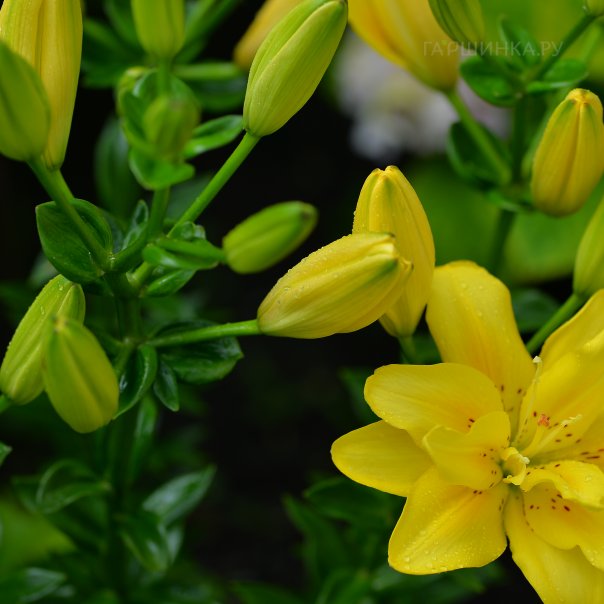 превью изображения отзыва