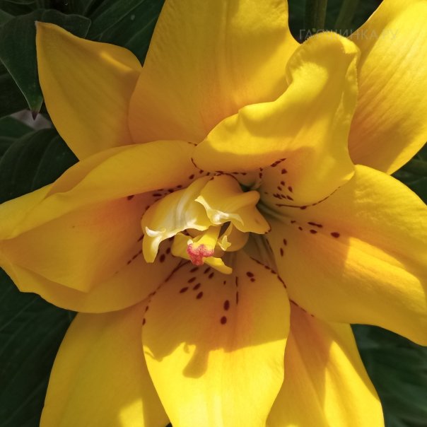 превью изображения отзыва