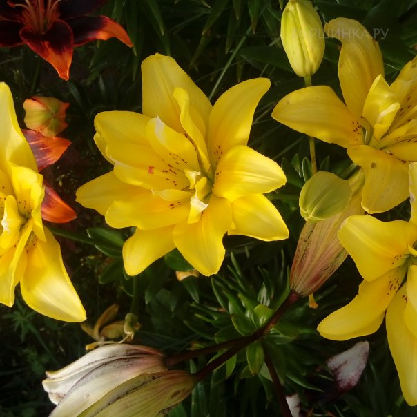 превью изображения отзыва