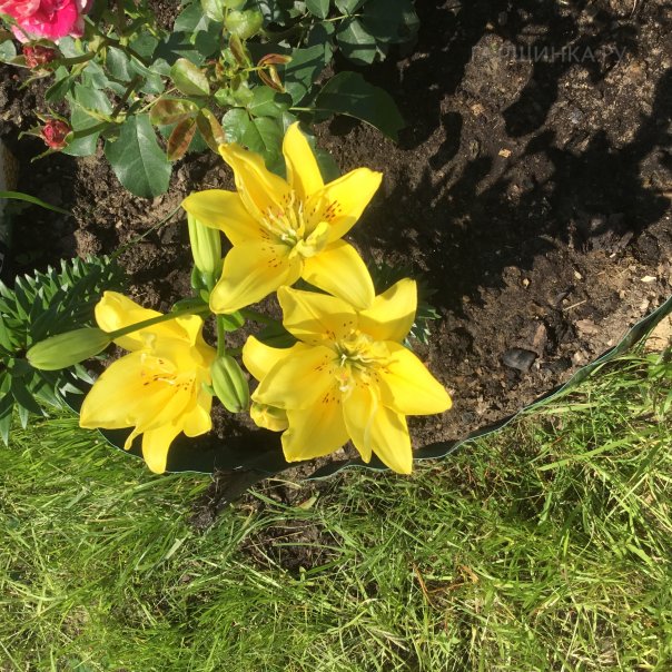 превью изображения отзыва