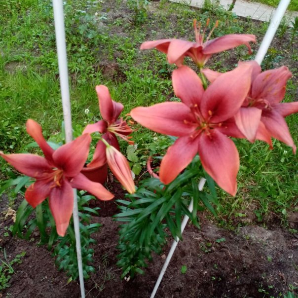 превью изображения отзыва