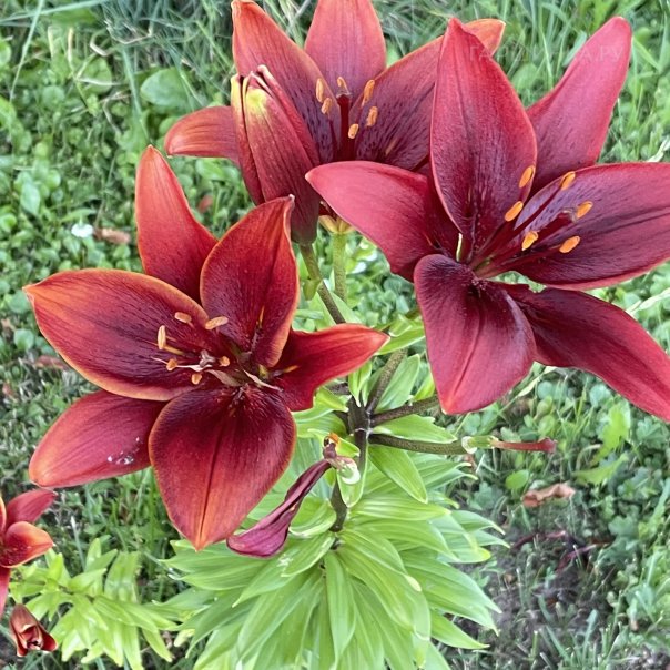 превью изображения отзыва